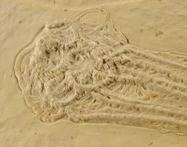 Comaturella formosa (WALTHER 1904) - Bild © FossNet FossilienStore